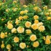 Троянда Голден Селебрейшн (Роза Golden Celebration)